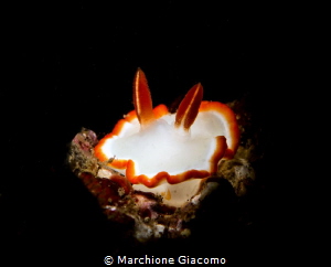 Glossidoris averni.
Nikon D800E, 105 with snoot and Sea ... by Marchione Giacomo 